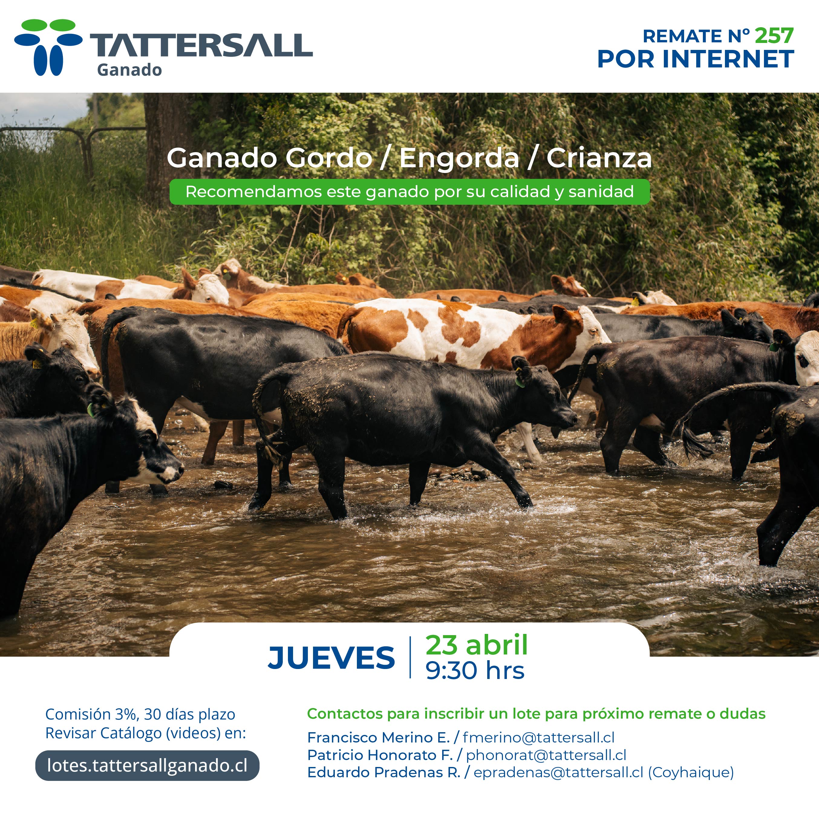 Afiche